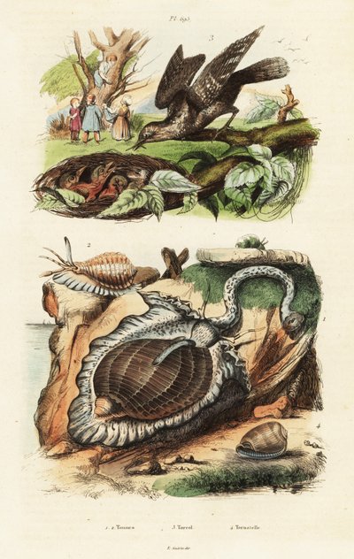 Tun shells a euroasijský wryneck. od Unbekannter Künstler