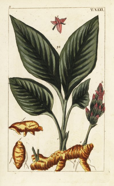 Kurkuma, Curcuma longa. od Unbekannter Künstler