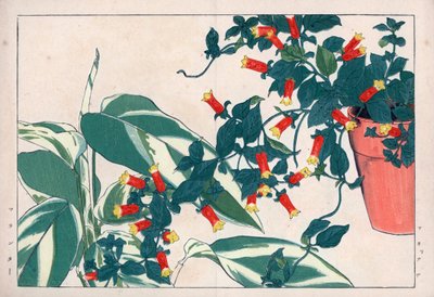 Dvoubarevná manetka v květináči a dikadame nebo bylinka se šípky. Ohnivá liána, Manettia bicolor, v květináči a maranta arundinacea. Ručně kolorovaný dřevoryt z knihy Konana Tanigamiho "Seiyou Sokazufu" (Obrazové album západních rostlin a rostlinek). od Unbekannter Künstler