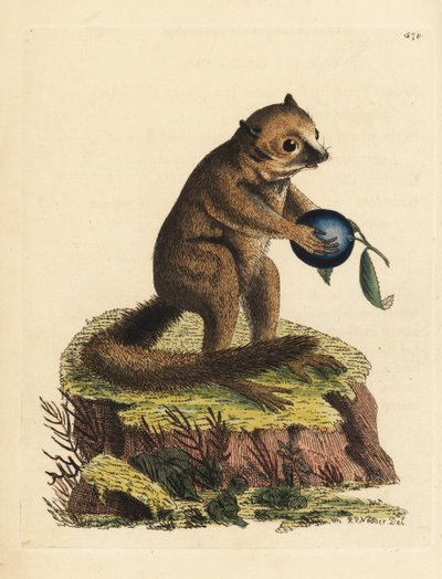 Neznámý druh lemura křovinného nebo myšího (Lemur minutus). Ilustraci nakreslil a vyryl Richard Polydore Nodder. Ručně kolorovaná mědirytina z knihy George Shawa a Fredericka Noddera The Naturalist