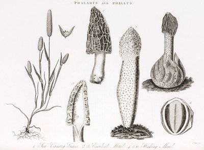 Odrůda trávy a vodního phallus des champignons morille od Unbekannt