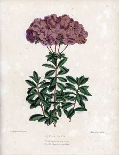 Odrůda Azalee marvel, s malými poloplnými květy typu Amcena, světle fialové barvy. Litografie Worthingtona G.Smithe (1835-1917), publikovaná v časopise Floral Magazine. od Unbekannter Künstler