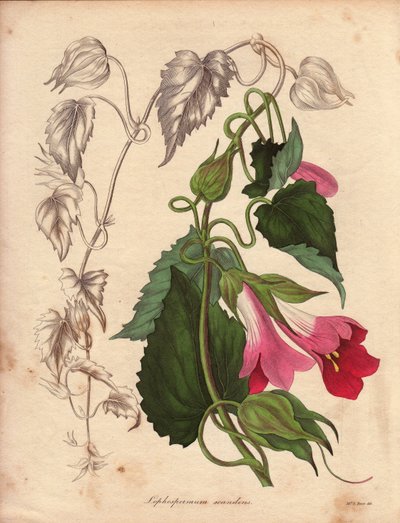 Odrůda Lophospermum (L.Scandens), pnoucí s růžovými a fialovými květy. Druh objevený panem Batesem, velmi rozšířený v křovinách Mexika. Tato rostlina byla pěstována ve sbírce Charlese Tayleura a byla přítomna v botanické zahradě v Liv od Unbekannter Künstler