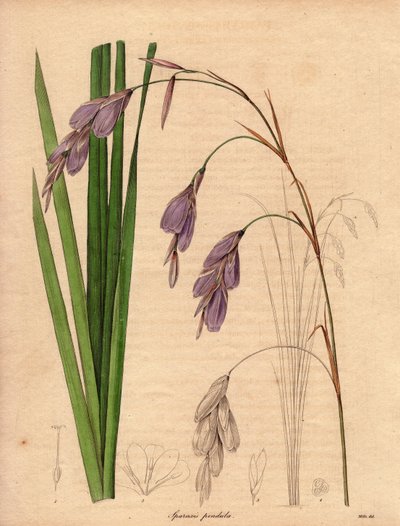 Odrůda kosatce (Sparaxis pendula), zvaná Harlekýn, pocházející z jižní Afriky, s převislými květy lila barvy.Ilustrace R. Millse (1836-1842), v The Botanist, série Benjamina Maunda v pěti svazcích, vydaných v letech 1836-1842. od Unbekannter Künstler