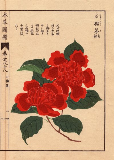 Odrůdy kamélií japonských (Thea japonica Nois): Sekirousa, s ekarlátovými květy. Eau forte en couleurs, dřevoryt Kanena Iwasakiho (1786-1842), botanika, entomologa a japonského zoologa, publikovaný v Honzo Zufu, v roce 1884, názorném průvodci lékařstvím. od Unbekannter Künstler