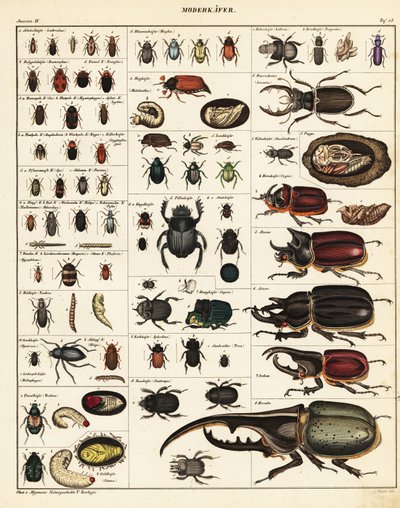 Odrůdy brouků., 1841 (litografie) od Unbekannter Künstler