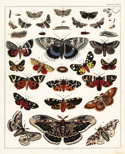 Odrůdy motýlů, můr atd., 1841 (litografie) od Unbekannter Künstler