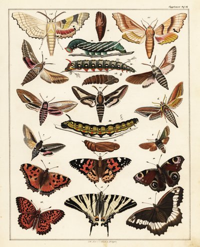 Odrůdy motýlů, můr atd., 1841 (litografie) od Unbekannter Künstler