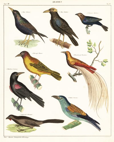 Odrůdy exotického ptactva. ,1841 (litografie) od Unbekannter Künstler