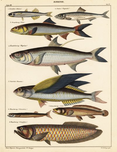Odrůdy ryb., 1841 (litografie) od Unbekannter Künstler