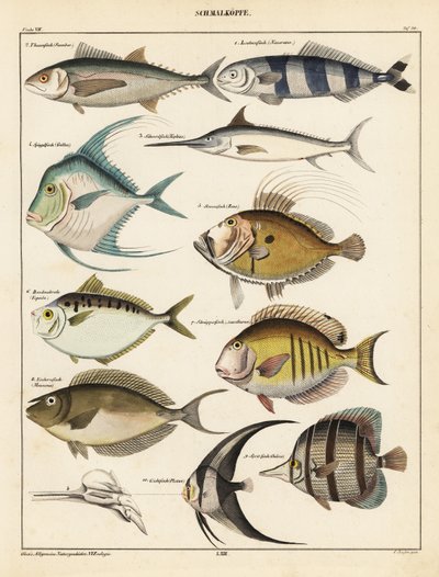 Odrůdy ryb., 1841 (litografie) od Unbekannter Künstler