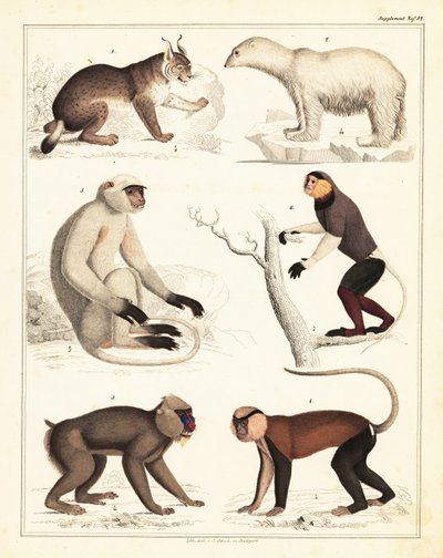 Odrůdy savců. ,1842 (litografie) od Unbekannter Künstler