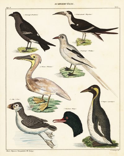Odrůdy mořských ptáků. ,1841 (litografie) od Unbekannter Künstler