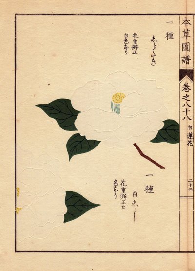 Odrůda kamélie japonské (Thea japonica Nois): Shirataki a Shiroshishi, s bílými květy. Eau forte en couleurs, dřevoryt Kanena Iwasakiho (1786-1842), botanika, entomologa a japonského zoologa, publikovaný v Honzo Zufu, v roce 1884, ilustrativní gui od Unbekannter Künstler