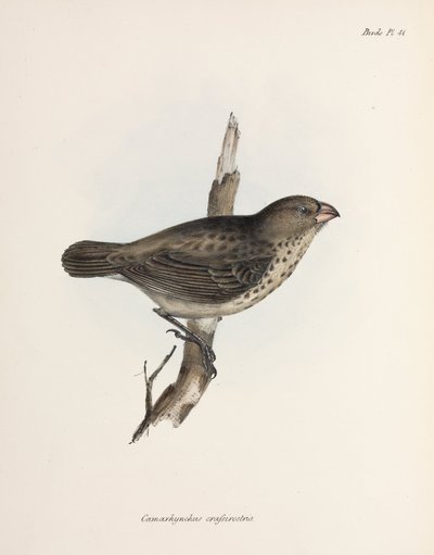 Vegetariánská Finch, Galapágy, c 1832-1836 od Unbekannt