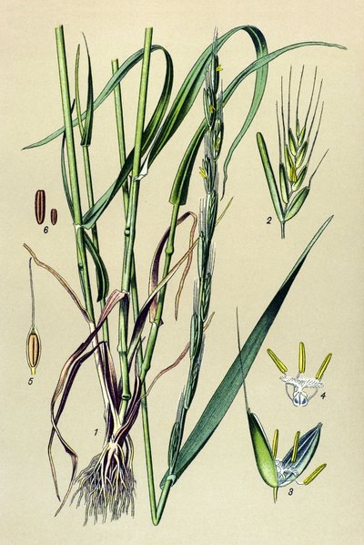 Jedovatá rostlina (toxická): opojná pleva (Lolium temulentum) od Unbekannter Künstler