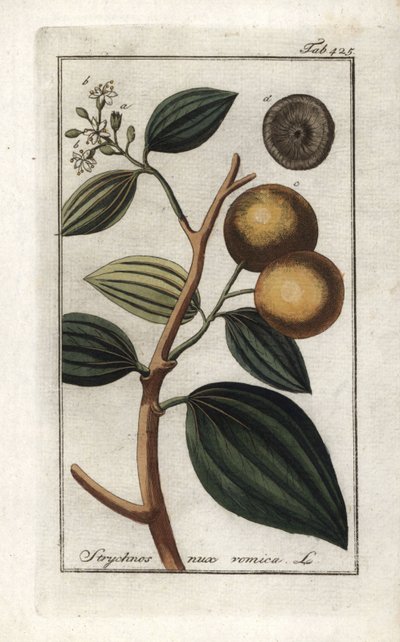 Vomikora (Strychnis nux-vomica). Litografie z knihy "Afbeelding der Artseny-Gewassen" od Johannese Zorna (1739-1799), Nizozemsko od Unbekannter Künstler