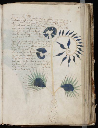 Voynich Manuscript folio 56r, cca 1500 (inkoust na pergamenu) od Unbekannt