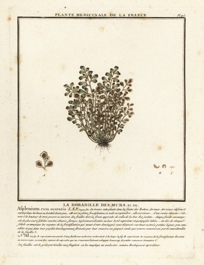 Wall-rue, Asplenium ruta-maria. od Unbekannter Künstler