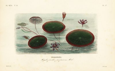 Wasserschild, Brasenia schreberi von Unbekannt