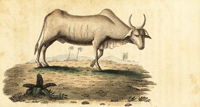 Buvol buvol, Bubalus bubalus., 1800 (rytina) od Unbekannter Künstler