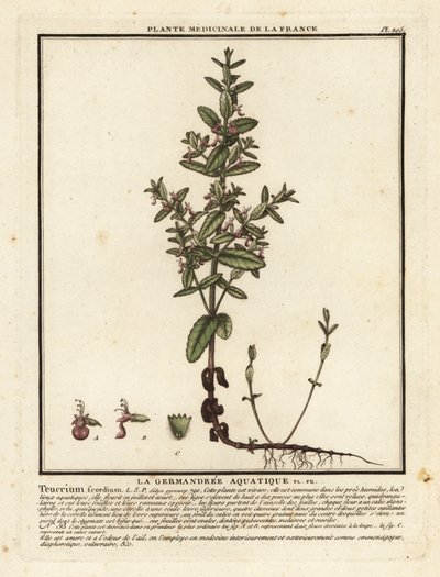 Germander vodní, Teucrium scordium. od Unbekannter Künstler