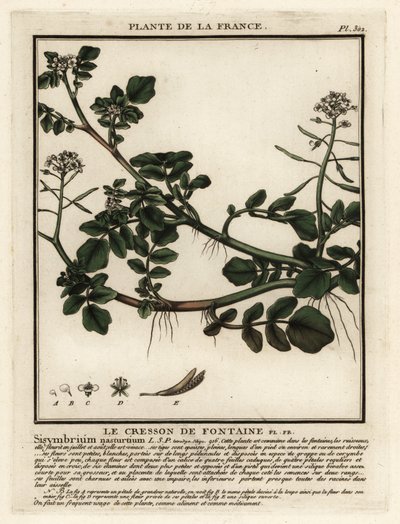 Řeřicha lékařská, Nasturtium officinale. od Unbekannter Künstler