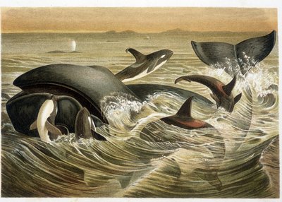 Velryby a skřeti, barevně ilustrované W. Kuhnertem ve „Vita degli Animali““ od A. E. Brehma, vydání z roku 1893. od Unbekannt