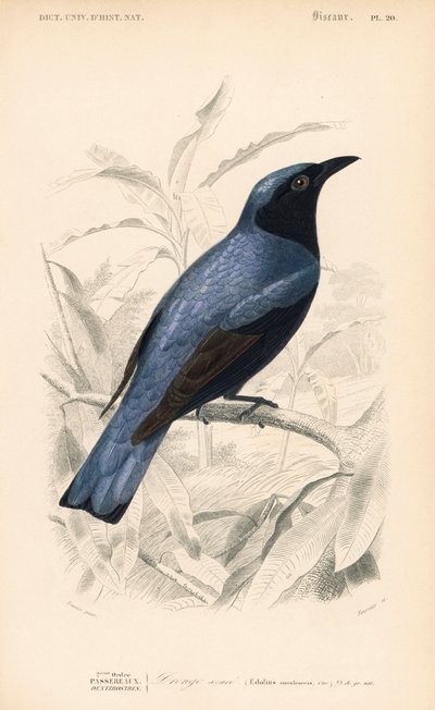 Drongo bělolící, Dicrurus caerulescens. Fournierova ručně kolorovaná rytina podle ilustrace Edouarda Traviese z Dictionnaire Universelle d