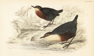 Naběračka bělohrdlá nebo vodní ouzel, Cinclus cinclus.1889 (rytina) od Unbekannter Künstler