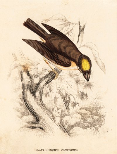 Ploskohřbetka bělolící, Platyrinchus mystaceus (Ploskohřbetka žlutohrdlá, Platyrhynchus cancromus). Ručně kolorovaná ocelorytina z Přírodovědné galerie Georga Friedricha Treitschkeho, Naturhistorischer Bildersaal des Thierreiches, Liepzig. od Unbekannter Künstler