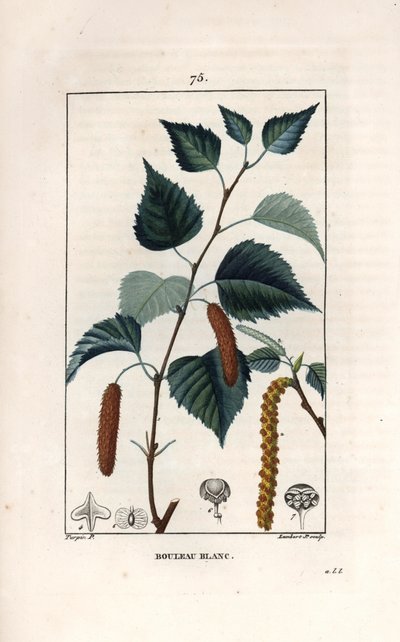 Bříza bílá nebo bříza bradavičnatá - Rytina od Lamberta filse podle kresby Pierra Jeana Francoise Turpina (1775-1840) z knihy La flore medicale, de Chaumeton, Poiret et Chamberet, Paris 1830 - Bříza bělokorá, Betula pendula, s listem, kočičkou a semenem -  od Unbekannter Künstler