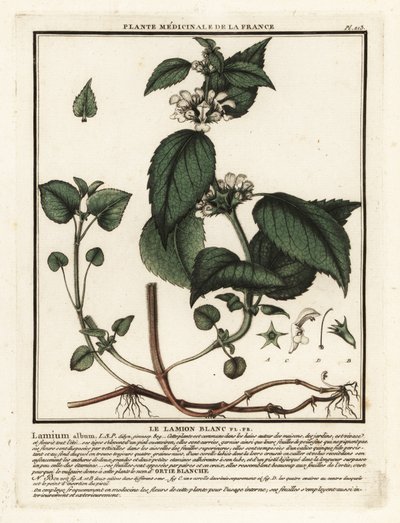 Bílá kopřiva, album Lamium. od Unbekannter Künstler