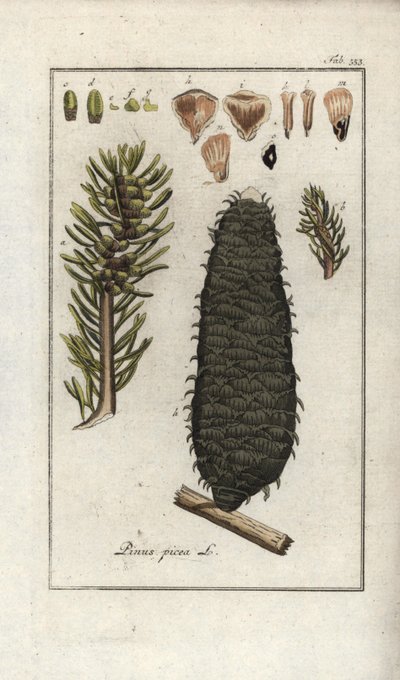Jedle bělokorá nebo jedle bělokorá (Abies alba). Litografie z knihy "Afbeelding der Artseny-Gewassen" od Johannese Zorna (1739-1799), Nizozemsko od Unbekannter Künstler