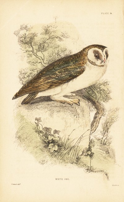 Bílá sova nebo sova pálená, Tyto alba, posazená na skále. 1889 (rytina) od Unbekannter Künstler