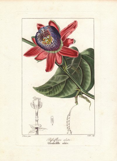 Mučenka křídlatá, Passiflora alata, pocházející z Brazílie. Gouletova ručně kolorovaná stipografická rytina na mědi podle botanické ilustrace Pancrace Bessy z knihy Mordanta de Launay "Herbier General de l