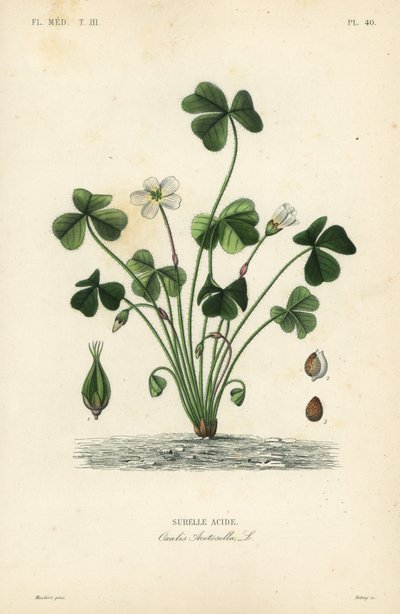 Šťovík lesní, Oxalis acetosella, kyselina Surelle od Unbekannt