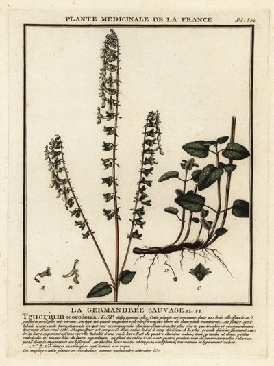 Němeček lesní, Teucrium scorodonia. od Unbekannter Künstler