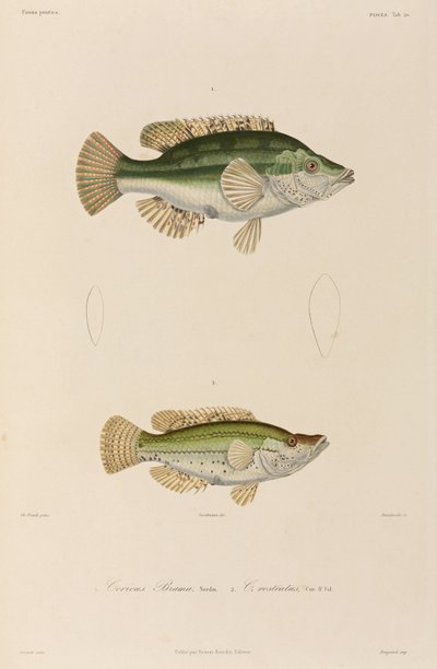 Wrasses, Černé moře od Unbekannter Künstler