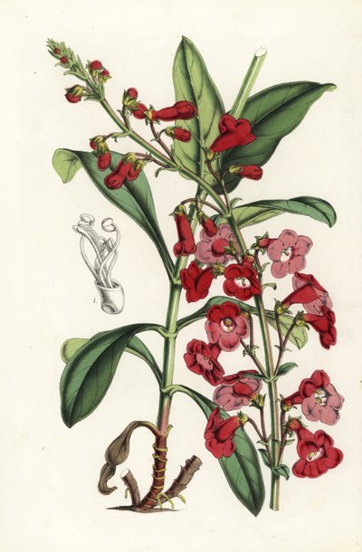 Vousatý jazyk Wrightův, Penstemon wrightii (Pentstemon wrightii). Ručně kolorovaná litografie z knihy Louise van Houtteho a Charlese Lemaira Flowers of Gardens and Hothouses of Europe, Flore des Serres et des Jardins de l