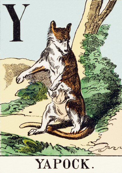 Y : Yapock - The Hunting Alphabet, c.1890 (rytina) od Unbekannt