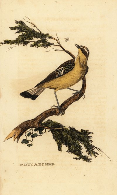 Lejsek žlutomilý, Ficedula zanthopygia. 1815 (rytina) od Unbekannter Künstler