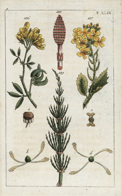 Vojtěška žlutá, Medicago falcata 136, ředkev lesní, Raphanus raphnistrum 137, a přeslička rolní, Equisetum arvense 138/139. Ručně kolorovaná mědirytina botanické ilustrace z knihy G. T. Wilhelma "Unte od Unbekannter Künstler