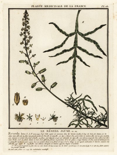 Mignoneta žlutá, Reseda lutea. od Unbekannter Künstler
