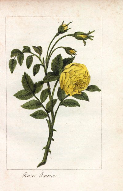 Žlutá růžová, žlutá růžová, Rosa lutea. Ručně kolorovaná mědirytina ilustrace slečny Prudhommeové z knihy "Hommage rendu a la Rose", Paříž, asi 1815. Dárková kniha s historií růže a tuctem botanických miniatur. od Unbekannter Künstler