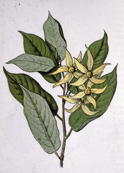 Ylang Ylang, počátek 20. století (rytina) od Unbekannter Künstler