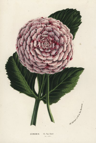 Zenobia dahlia hybrid, Dahlia coccinea. Ručně kolorovaná litografie z publikace Louise van Houtteho a Charlese Lemaira Flowers of Gardens and Hothouses of Europe, Flore des Serres et des Jardins de l