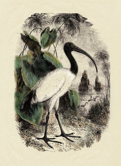 Zoologie: Ibis posvátný (Threskiornis aethiopicus), rytina z 19. století od Unbekannter Künstler
