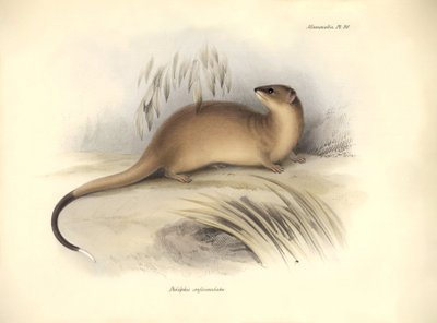 Zoologie: Didelphis crassicaudata" z čeledi vačicovitých, kterou popsal Charles Darwin během své objevitelské cesty na palubě lodi Beagle. Deska z knihy "The Zoology of the voyage of the H.M.S. Beagle under the command of Captain Fitzroy during the years 1 od Unbekannter Künstler