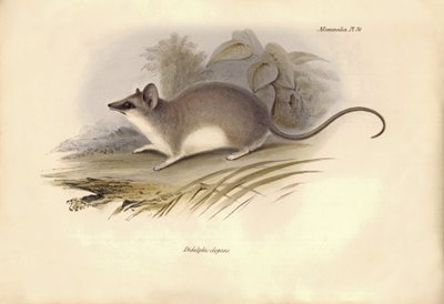 Zoologie: Didelphis elegans" z čeledi vačic, kterou popsal Charles Darwin během své objevitelské cesty na palubě lodi Beagle. Deska z knihy "The Zoology of the voyage of the H.M.S. Beagle under the command of Captain Fitzroy during the years 1832 to 1836"  od Unbekannter Künstler
